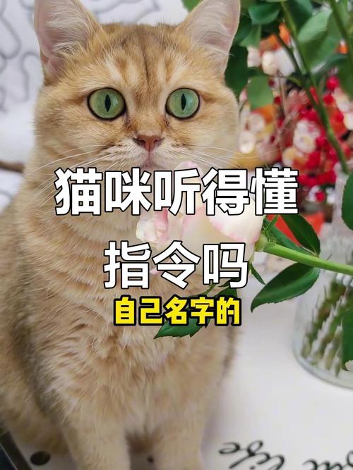 猫咪可以听懂人说话吗