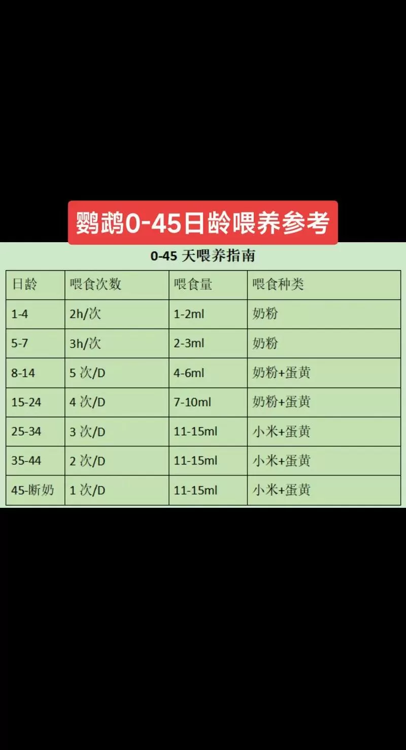 鹦鹉雏鸟一天喂几次