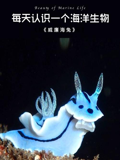 海兔的照片
