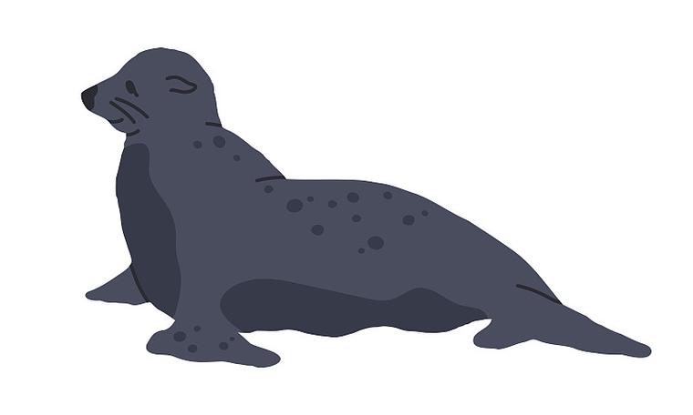 海狗视频