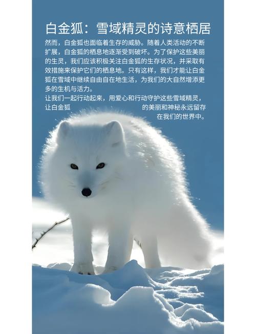 白狐视频汅API免费
