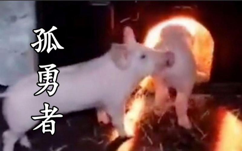 总有一天全村的猪都要高看我