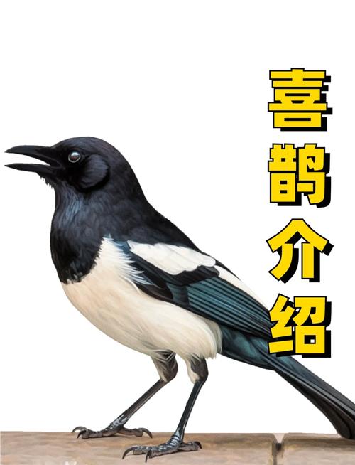 喜鹊短视频1.0.2版