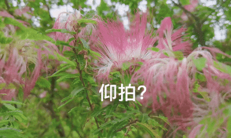 花拍秀(试用赚钱)