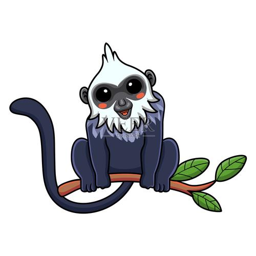 叶猴资讯
