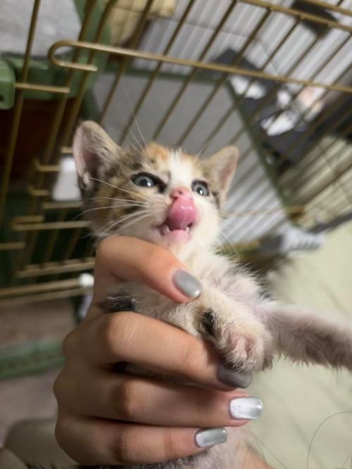 小奶猫改名小妲己