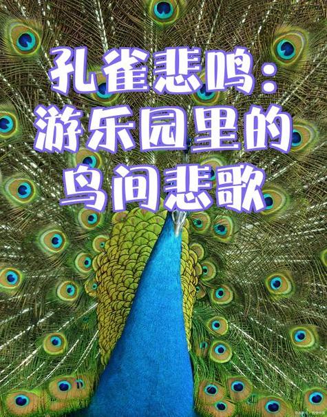 孔雀乐园APP官网版