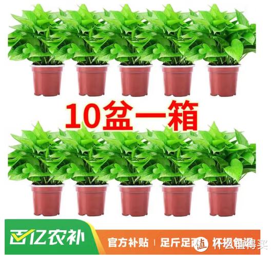 绿萝网转发文章赚钱v1.0