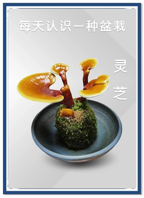 灵芝赚手机版