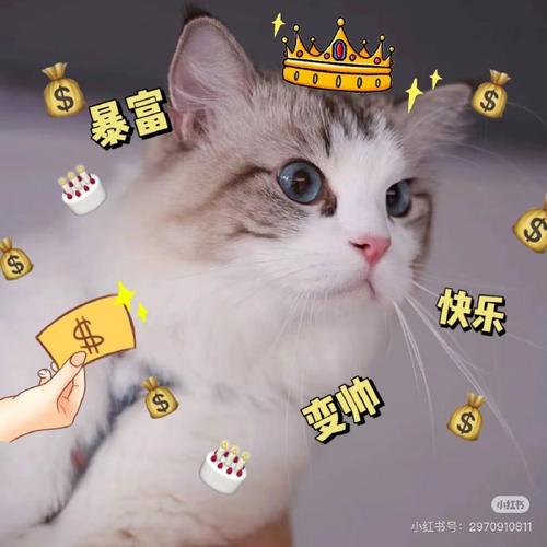 我要当喵王赚金版