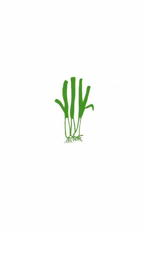 葱花视频赚金版