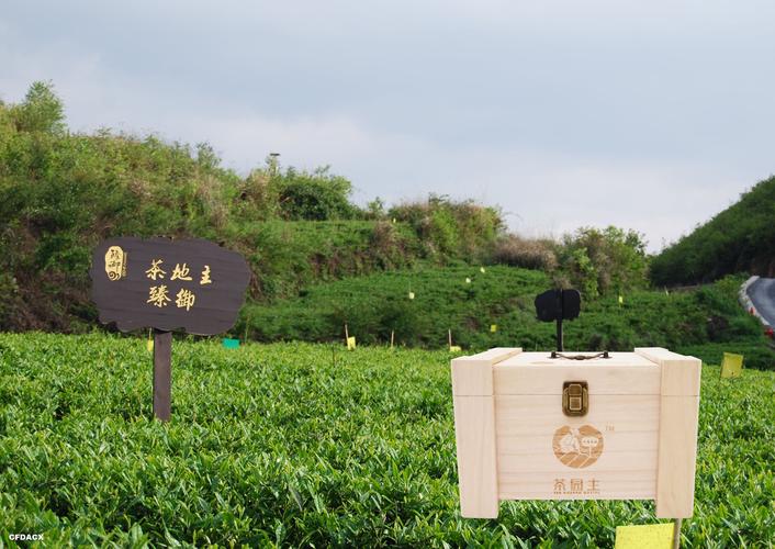 臻御生态茶园首码