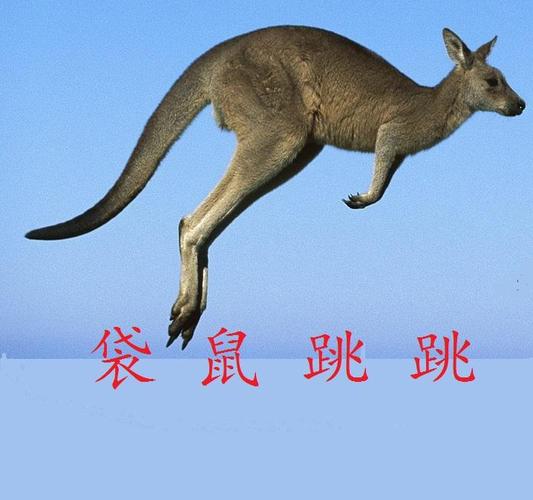 袋鼠跳跳跳提现版