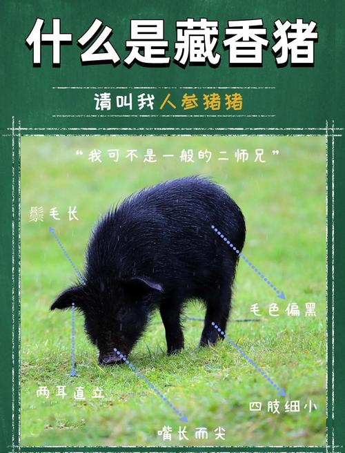 养香猪手机版