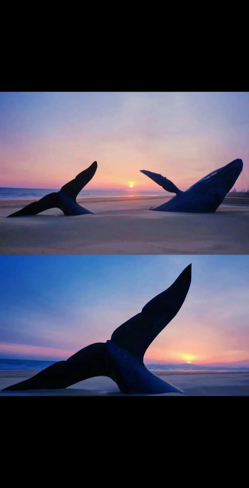 抖音鲸海岸最新