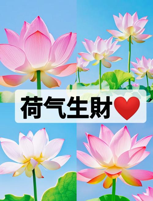 荷花转领红包正版