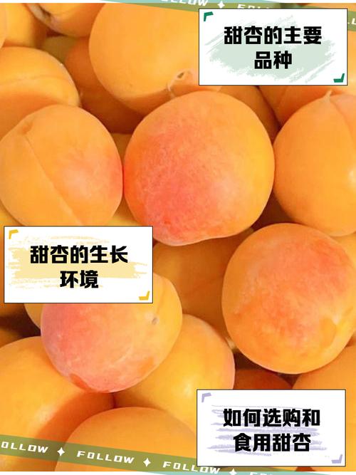 甜杏视频赚钱版