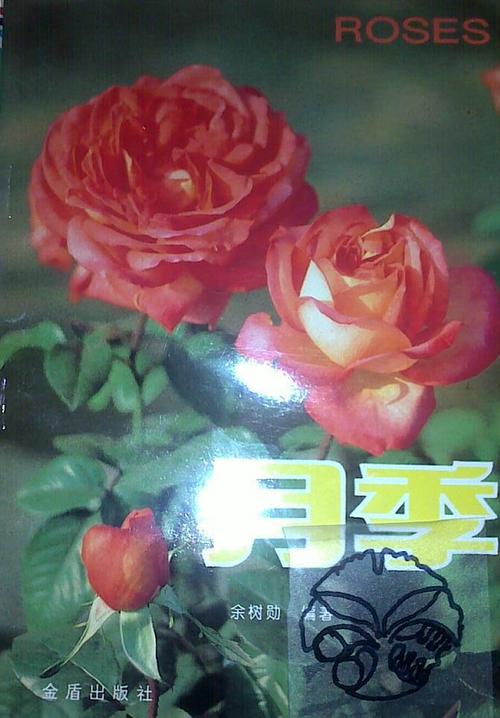 月季小说