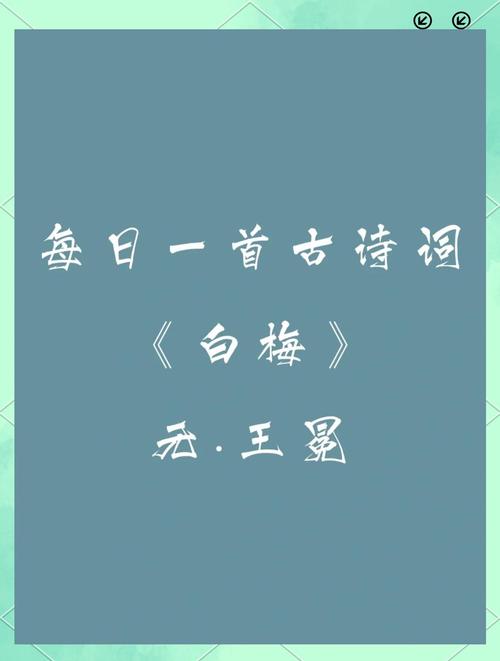 白梅小说免费阅读