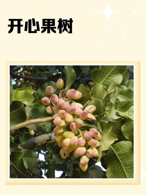 开心果树手机种树