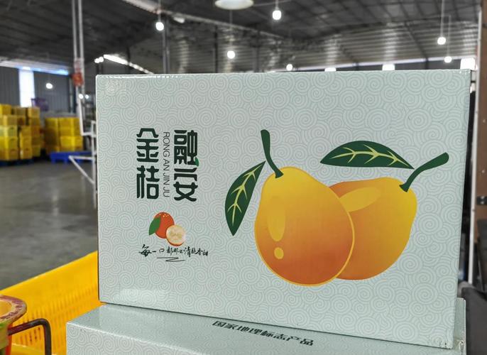 金桔子打卡赚钱平缩略图