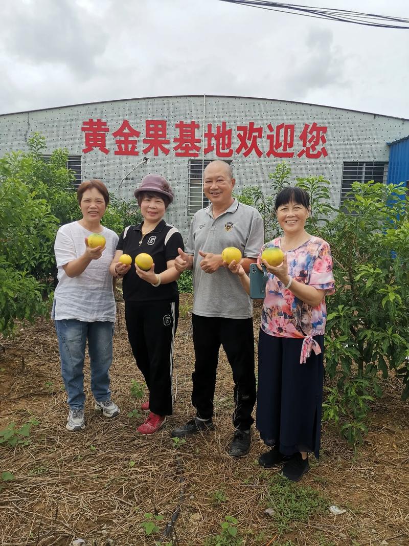 黄金果园种树官网