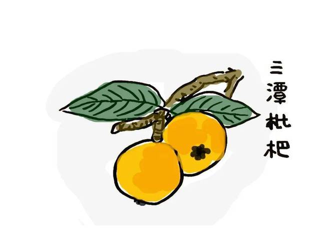 枇杷树缩略图