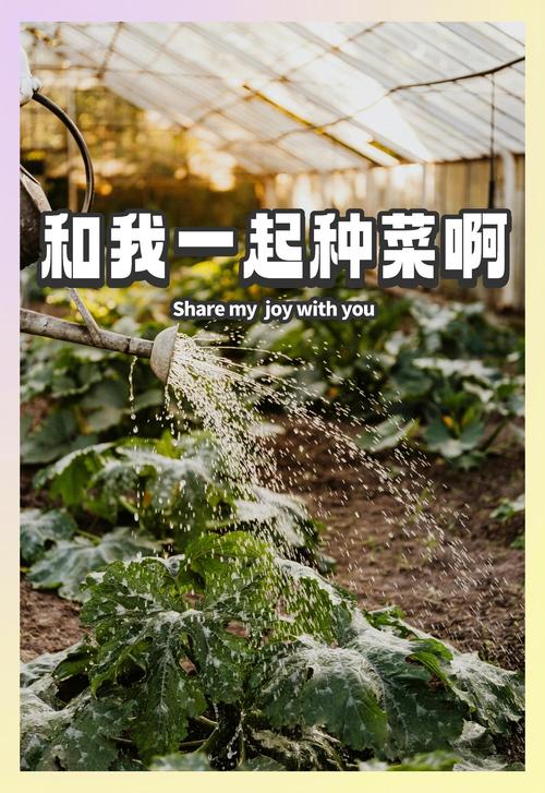 全民种菜手机种菜