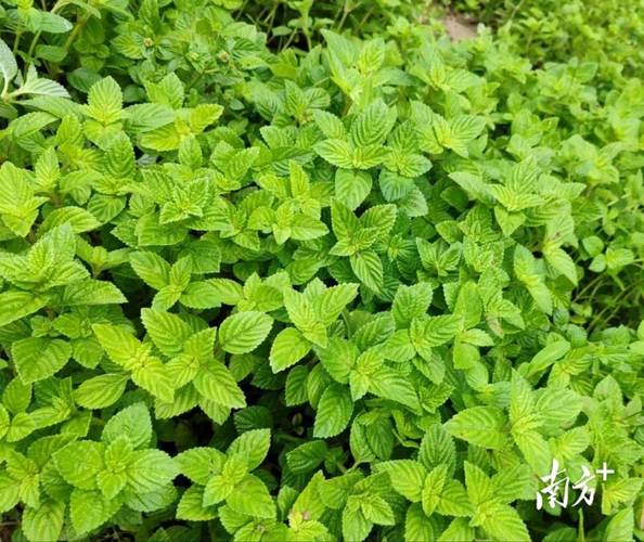 好多啦仙草种植赚