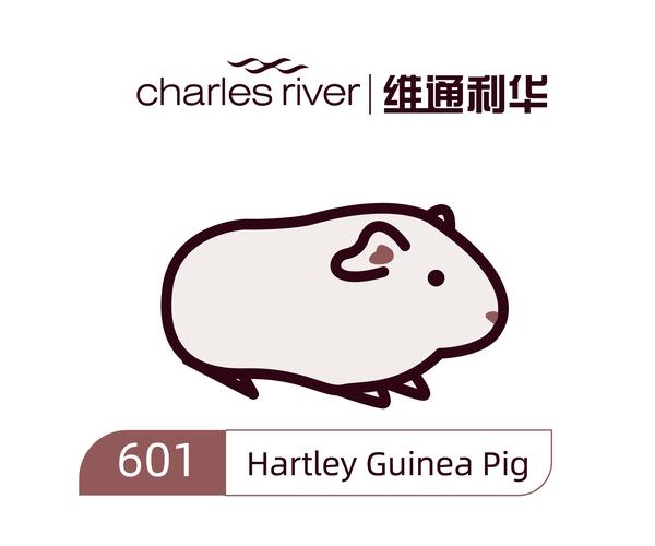 小豚鼠