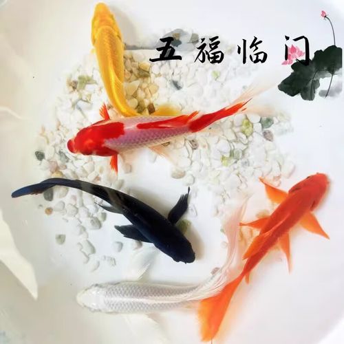 五福锦鲤