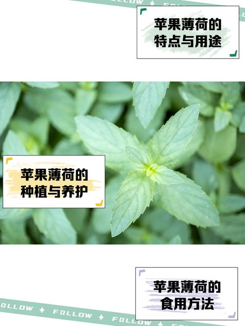 薄荷赚钱苹果
