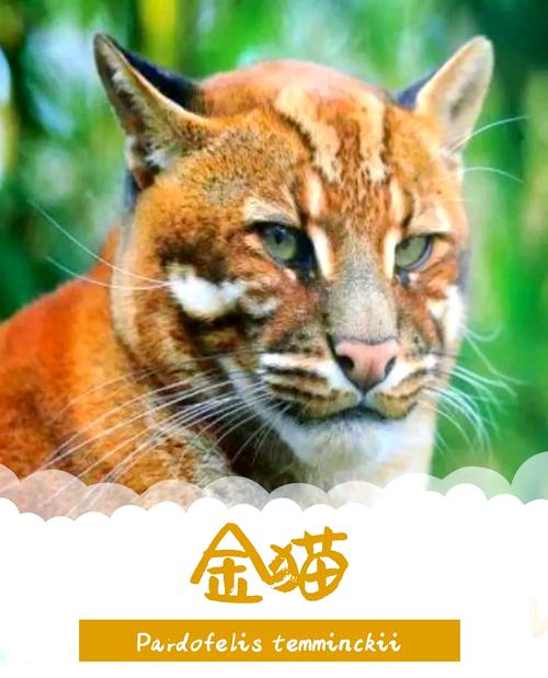 金猫试玩手机版