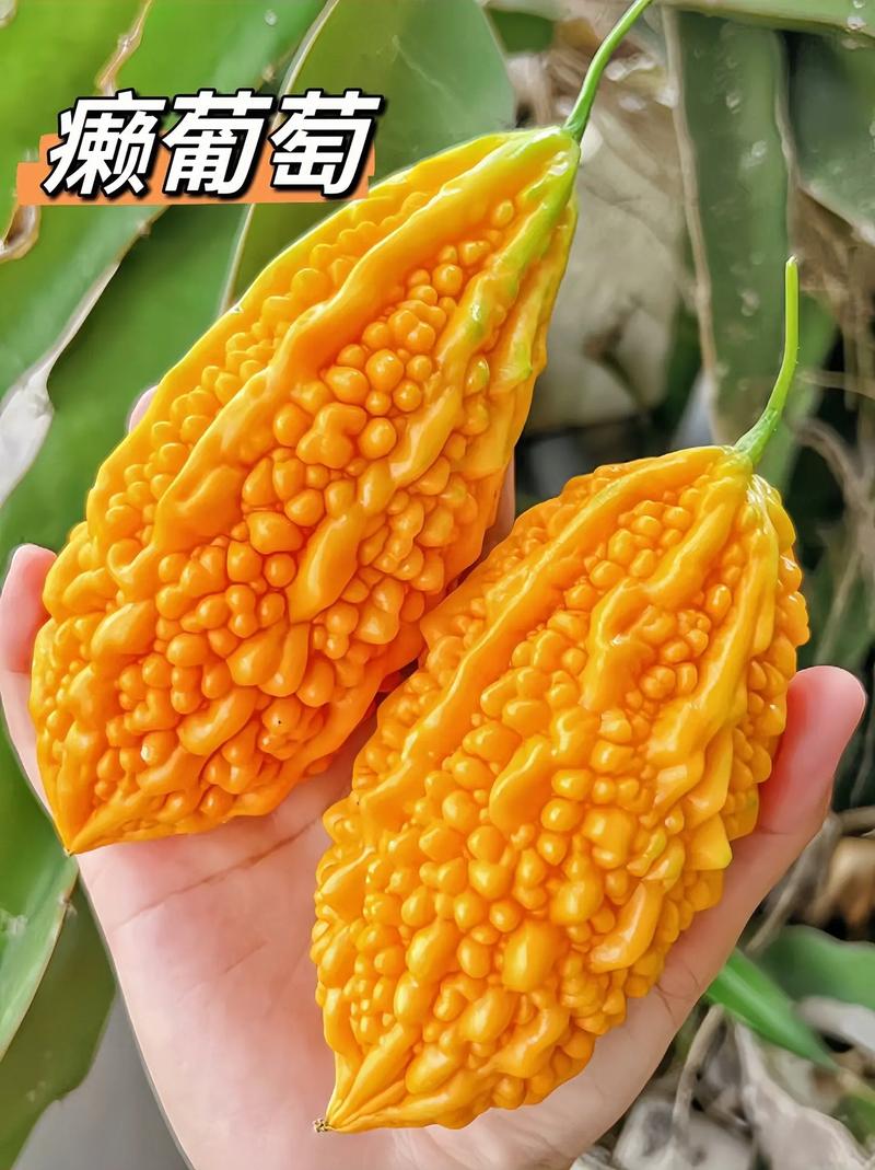 懒瓜实拍