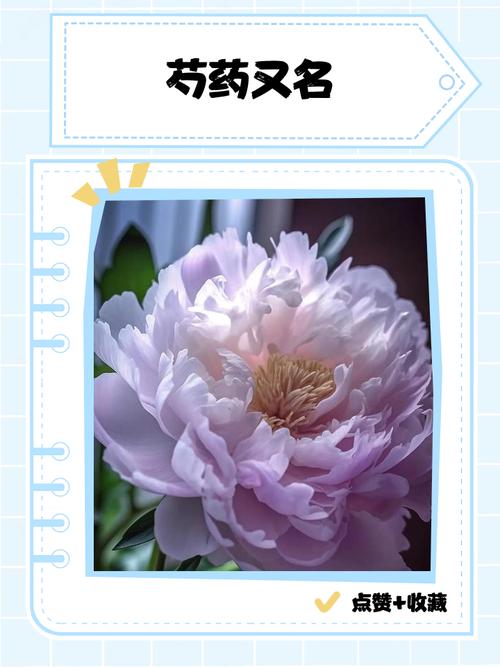 芍药小说安卓版