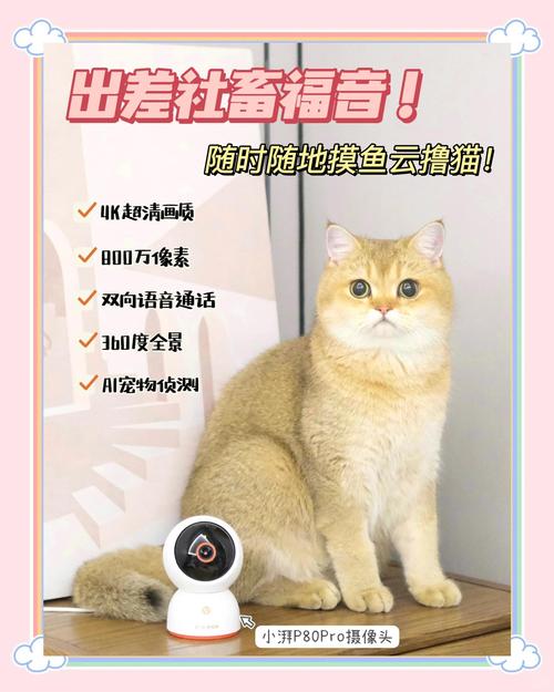 云撸猫赚钱缩略图