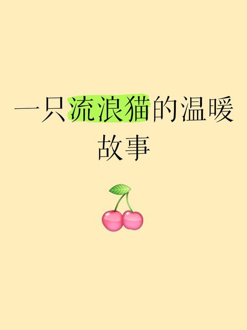 流浪猫的故事
