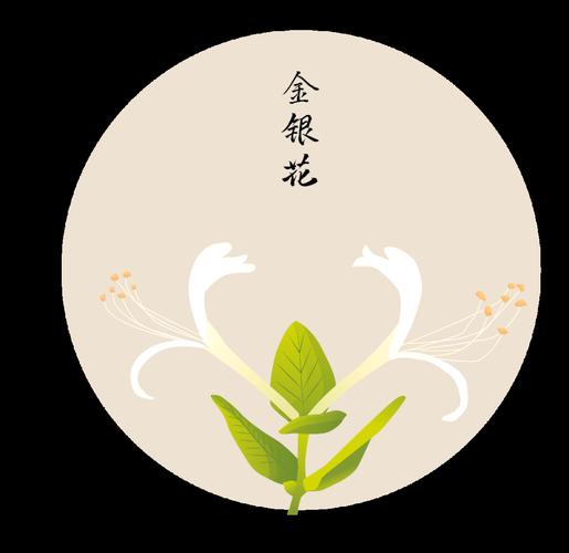 金银花最新