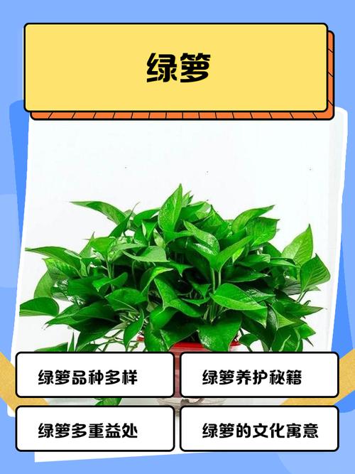 绿萝草接单赚钱