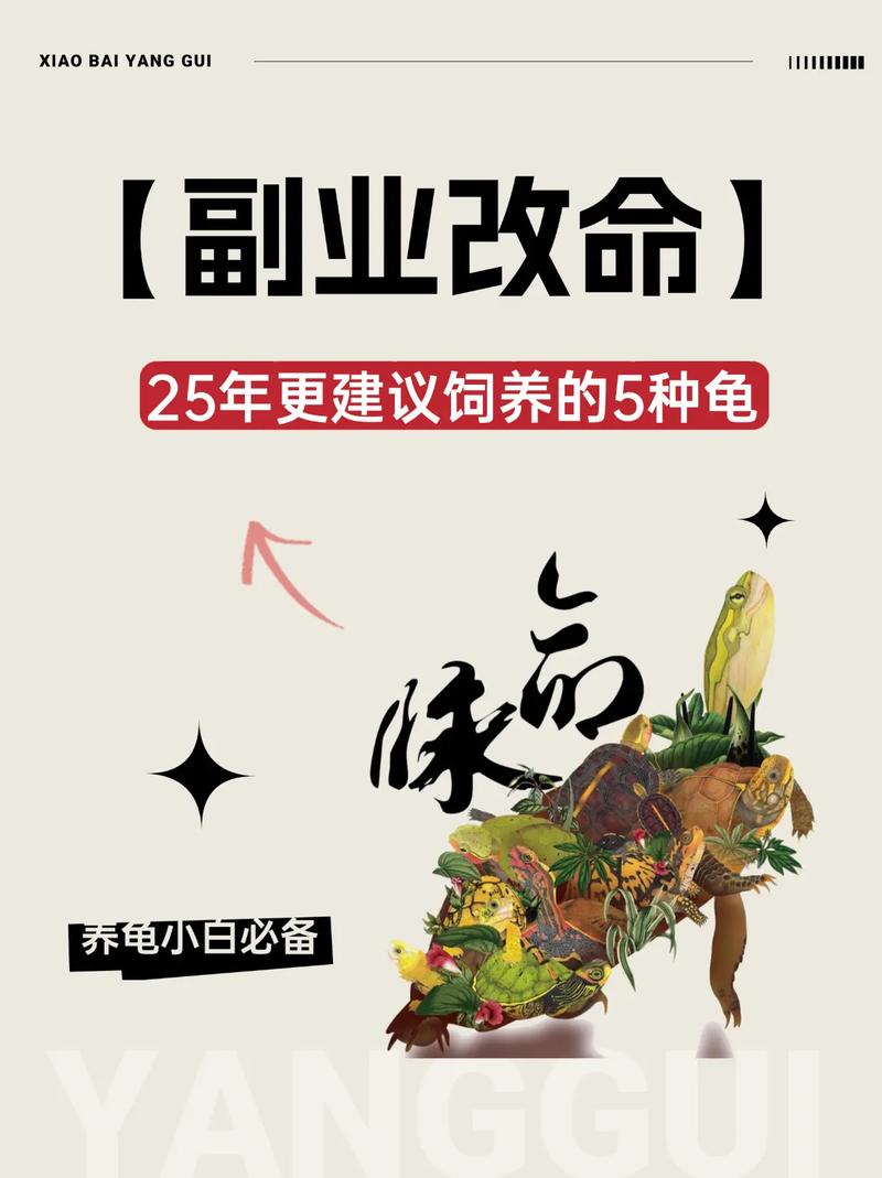 养龟赚钱官网平台
