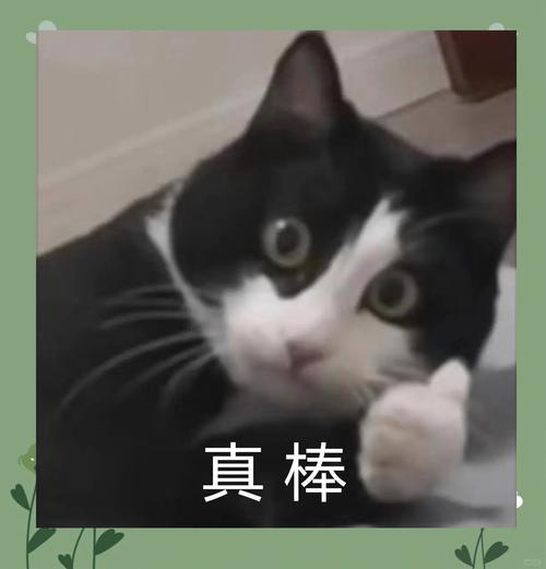 猫猫赏抖音点赞任