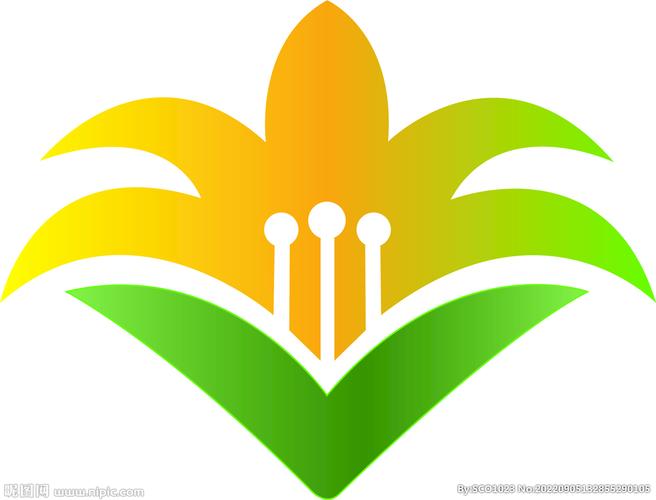 大黄花