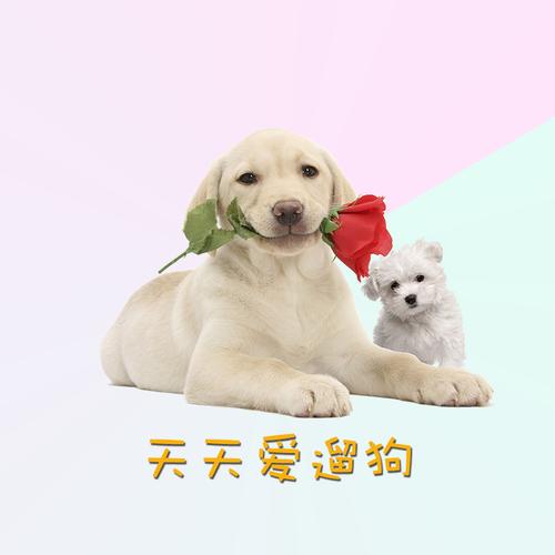 天天遛狗手机版
