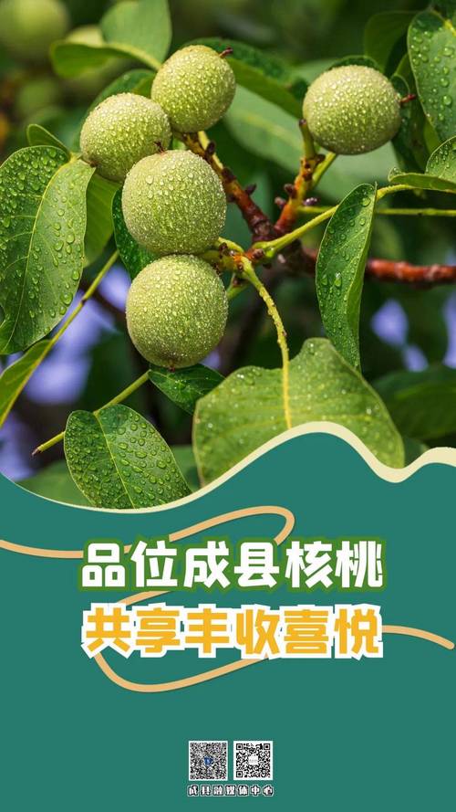核桃省钱安卓手机图标