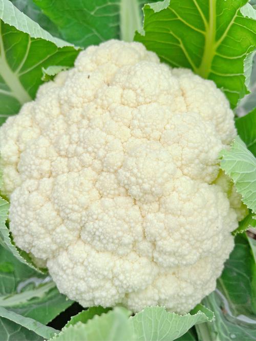 花菜资讯转发文章