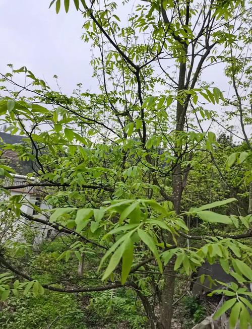 青钱柳茶v100