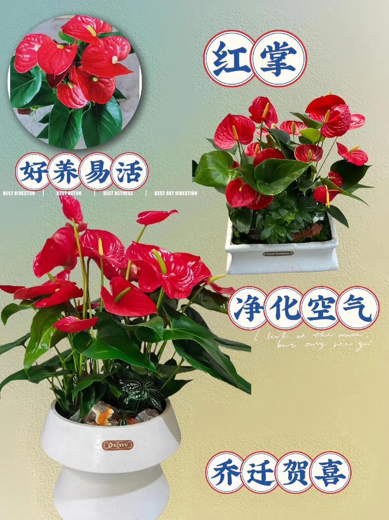红掌花转发赚钱app
