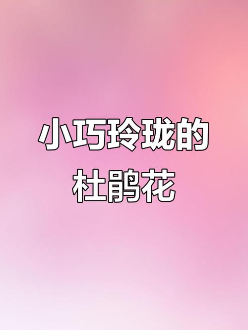 小杜鹃app官方版
