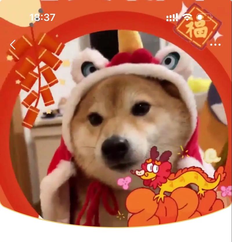 我要养狗狗红包福
