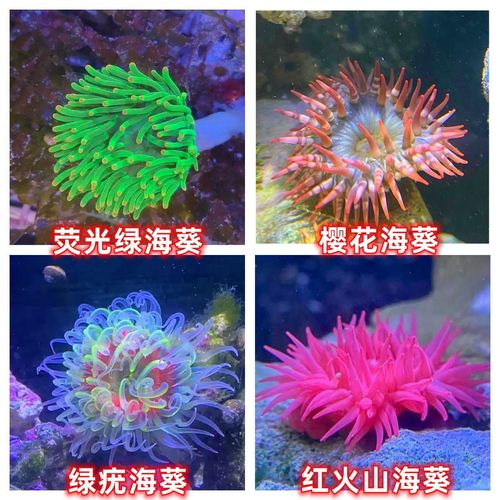 海葵生活拼团购app最新版
